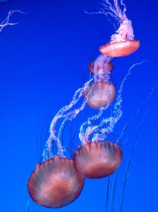 Jelly fish at Ripley's Aquarium Canada. Photo by Sandy Caetano.